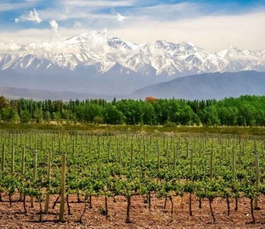 Nada como un buen vino: en Mendoza, la cadena vitivinícola es la que más peso tiene en la economía