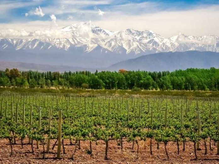Nada como un buen vino en Mendoza, la cadena vitivinícola es la que más peso tiene en la economía Nada como un buen vino: en Mendoza, la cadena vitivinícola es la que más peso tiene en la economía