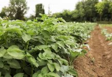 Ñuble se instala entre los líderes del emprendimiento nacional: SymbioxSolutions gana categoría de Desarrollo Territorial en premio GEN Emprendedor 2025