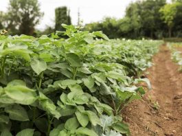 Ñuble se instala entre los líderes del emprendimiento nacional: SymbioxSolutions gana categoría de Desarrollo Territorial en premio GEN Emprendedor 2025