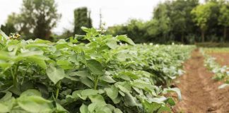 Ñuble se instala entre los líderes del emprendimiento nacional: SymbioxSolutions gana categoría de Desarrollo Territorial en premio GEN Emprendedor 2025