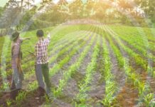 OCDE Políticas Agrícolas 2025