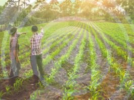 OCDE Políticas Agrícolas 2025 | Países que dan mas apoyo a sus agricultores OCDE Políticas Agrícolas 2025