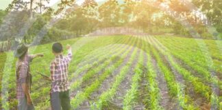 OCDE Políticas Agrícolas 2025 | Países que dan mas apoyo a sus agricultores OCDE Políticas Agrícolas 2025