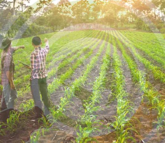 OCDE Políticas Agrícolas 2025 | Países que dan mas apoyo a sus agricultores OCDE Políticas Agrícolas 2025