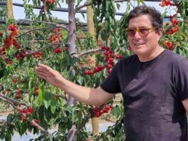 Oferta de cerezas de la Región de Coquimbo se consolida y aspira a abrir nuevos mercados