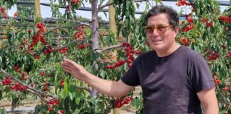 Oferta de cerezas de la Región de Coquimbo se consolida y aspira a abrir nuevos mercados