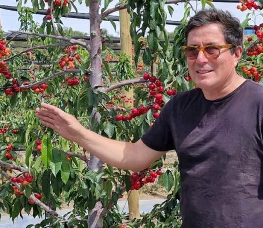 Oferta de cerezas de la Región de Coquimbo se consolida y aspira a abrir nuevos mercados