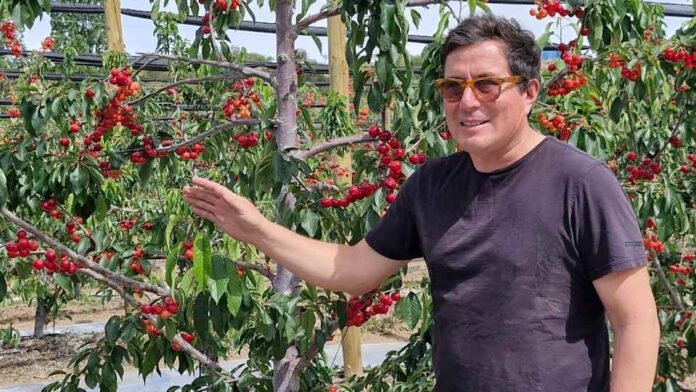 Oferta de cerezas de la Región de Coquimbo se consolida y aspira a abrir nuevos mercados