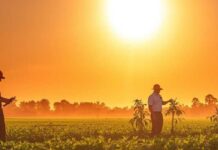 Ola de calor: investigadores del INIA entregan consejos para cuidar los cultivos