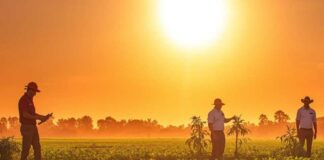 Ola de calor: investigadores del INIA entregan consejos para cuidar los cultivos Ola de calor: investigadores del INIA entregan consejos para cuidar los cultivos