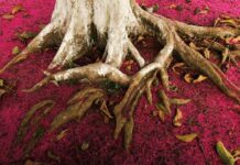 Patagonia, un trabajo en progreso