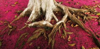 Patagonia, un trabajo en progreso