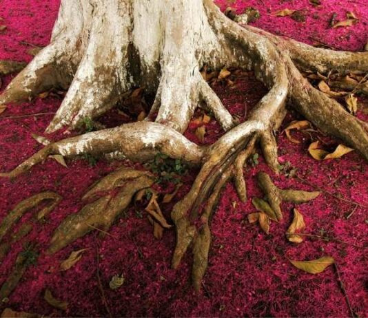 Patagonia, un trabajo en progreso Patagonia, un trabajo en progreso