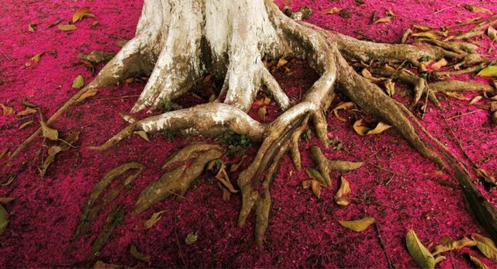 Patagonia, un trabajo en progreso