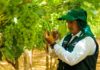 Perú y proyecciones de uva de mesa: US$ 1.900 millones y 760 mil toneladas en 2025