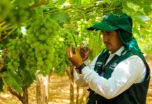 Perú y proyecciones de uva de mesa: US$ 1.900 millones y 760 mil toneladas en 2025