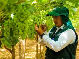 Perú y proyecciones de uva de mesa: US$ 1.900 millones y 760 mil toneladas en 2025 Perú y proyecciones de uva de mesa: US$ 1.900 millones y 760 mil toneladas en 2025