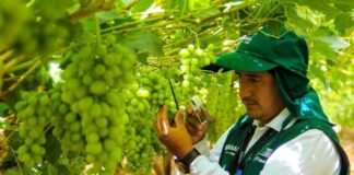 Perú y proyecciones de uva de mesa: US$ 1.900 millones y 760 mil toneladas en 2025 Perú y proyecciones de uva de mesa: US$ 1.900 millones y 760 mil toneladas en 2025