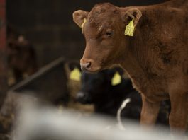 Primavera y control de parásitos