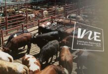 La producción de carne en vara de ganado bovino presentó una disminución interanual de 28,1% en septiembre de 2025 Producción de carne en vara de ganado bovino, INE