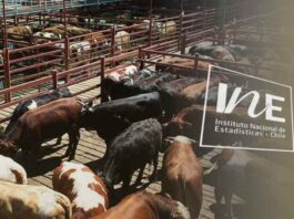 Producción de carne en vara de ganado bovino, INE