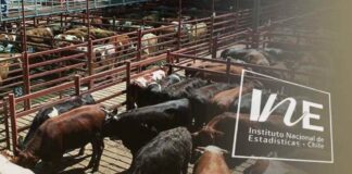 Producción de carne en vara de ganado bovino, INE