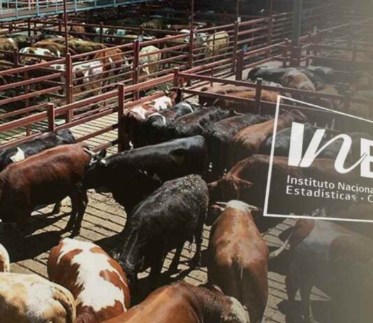 La producción de carne en vara de ganado bovino presentó una disminución interanual de 28,1% en septiembre de 2025 Producción de carne en vara de ganado bovino, INE