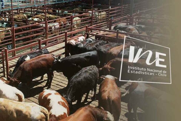 Producción de carne en vara de ganado bovino, INE Producción de carne en vara de ganado bovino, INE