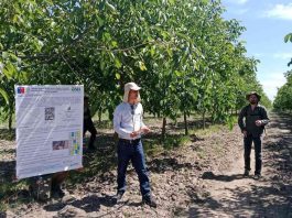 INIA La Platina lanza proyecto clave para enfrentar la salinidad del río Maipo y proteger la producción de nogales