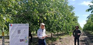 INIA La Platina lanza proyecto clave para enfrentar la salinidad del río Maipo y proteger la producción de nogales