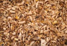 Proteína de insectos para industria del salmón