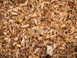 Proteína de insectos para industria del salmón Proteína de insectos para industria del salmón