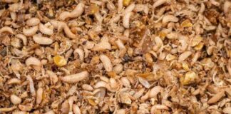 Proteína de insectos para industria del salmón Proteína de insectos para industria del salmón