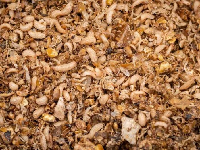 Proteína de insectos para industria del salmón