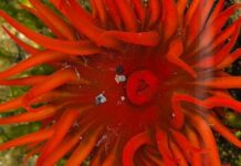 Proyecto busca documentar presencia de organismo invasor en Chile