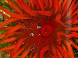 Proyecto busca documentar presencia de organismo invasor en Chile Proyecto busca documentar presencia de organismo invasor en Chile