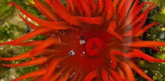 Proyecto busca documentar presencia de organismo invasor en Chile