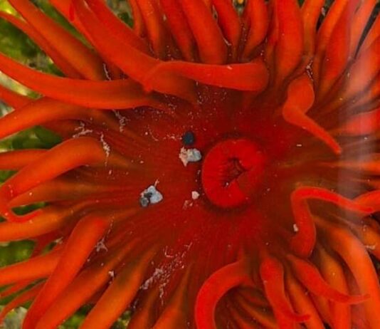 Proyecto busca documentar presencia de organismo invasor en Chile Proyecto busca documentar presencia de organismo invasor en Chile