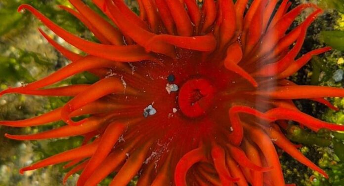 Proyecto busca documentar presencia de organismo invasor en Chile