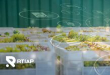 Desafíos de automatización de termometría y digitalización de procesos de pre-frío en packing de uvas: una ventaja competitiva vital Desafíos de automatización de termometría y digitalización de procesos de pre-frío en packing de uvas: una ventaja competitiva vital