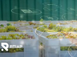 Desafíos de automatización de termometría y digitalización de procesos de pre-frío en packing de uvas: una ventaja competitiva vital Desafíos de automatización de termometría y digitalización de procesos de pre-frío en packing de uvas: una ventaja competitiva vital