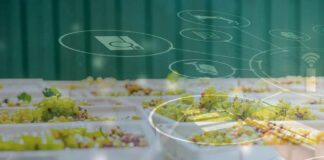 Desafíos de automatización de termometría y digitalización de procesos de pre-frío en packing de uvas: una ventaja competitiva vital