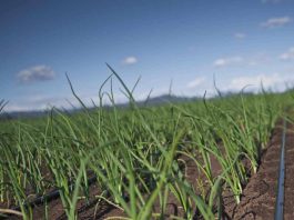 Riego inteligente: ¿Cómo ayuda a reducir el impacto ambiental? Riego inteligente