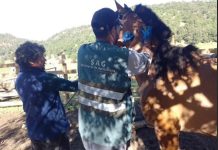 SAG Biobío comenzó trabajo en veranadas en Alto Biobío SAG Biobío comenzó trabajo en veranadas en Alto Biobío