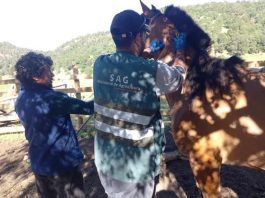 SAG Biobío comenzó trabajo en veranadas en Alto Biobío