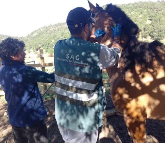 SAG Biobío comenzó trabajo en veranadas en Alto Biobío