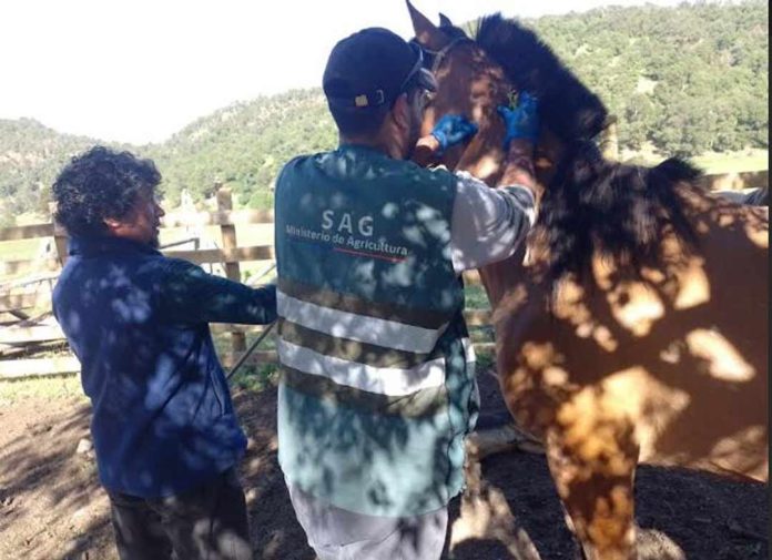 SAG Biobío comenzó trabajo en veranadas en Alto Biobío