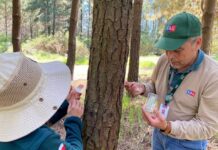 SAG Biobío libera controlares biológicos de Pissodes castaneus SAG Biobío libera controlares biológicos de Pissodes castaneus