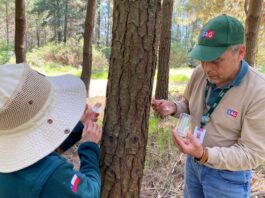SAG Biobío libera controlares biológicos de Pissodes castaneus